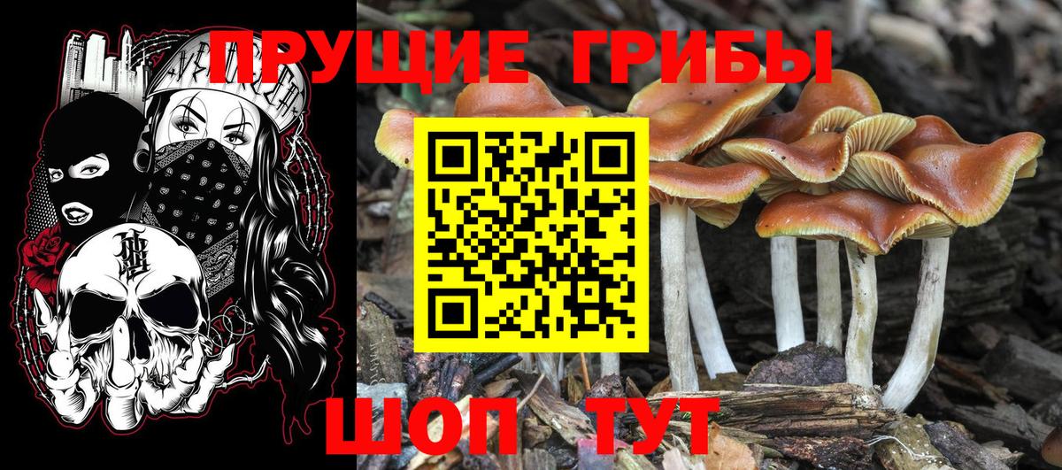 Галлюциногенные грибы Psilocybe  Вход с VPN  Керчь  где найти   Галлюциногенные грибы MAGIC MUSHROOMS 